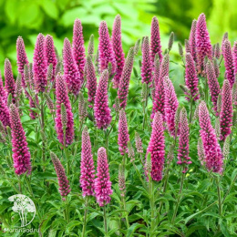 Вероника колосковая Хайдекинд