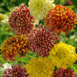 Гайлардия Лоренциана, смесь 