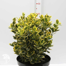 Бересклет японский Мэрике на штамбе