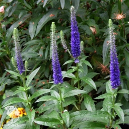 Вероника колосистая Алстер Дварф Блю