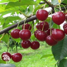 Вишня гибрид Молодёжная + Метеор+ Тургеневка