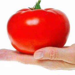 Томат Момбаса F1 ( 2-ной пак.)