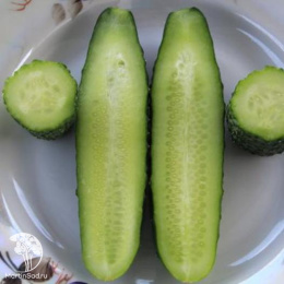 Огурец Крокодил Гена F1 --- ® Парт