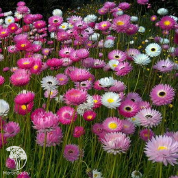 Акроклинум Виртуоз (смесь цветов)