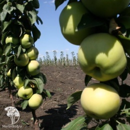 Яблоня колоновидная вкусная 3