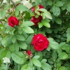 Роза плетистая красная (крупно-цветковая) фото 1 