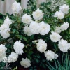 Роза полиантовая Вайт Фэйри на штамбе фото 2 