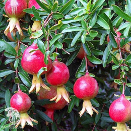 Гранат карликовый Карфаген