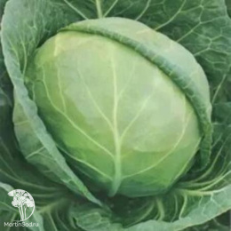 Капуста белокочанная среднепоздняя Мидор F1
