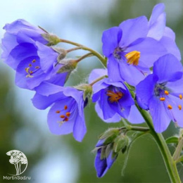 Синюха микс голубая, белая