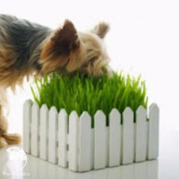 Трава для собак Дружок