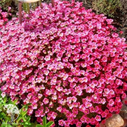 Камнеломка Арендса Пурпурный ковёр