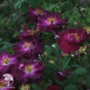 Роза канадская парковая Мервейлле фото 1 