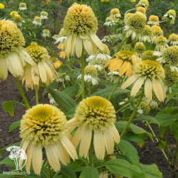 Эхинацея Лемон Дроп