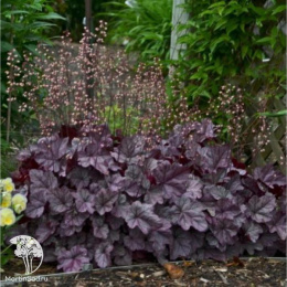 Гейхера Роуз Кварц