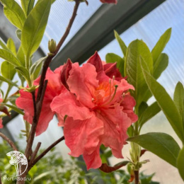 Азалия крупноцветковая Сарина