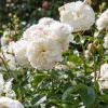 Роза парковая Транквилити фото 1 