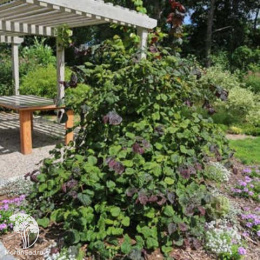 Лещина обыкновенная Литтл Роб