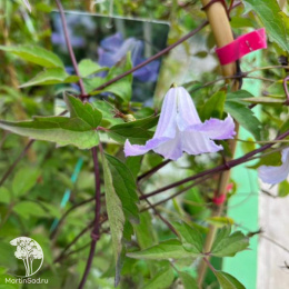 Клематис Фейри Слиперс