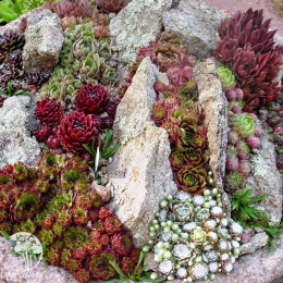 Молодило Каменная Роза, серия Альпийская горка