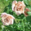  Роза флорибунда Коко Локо фото 1 