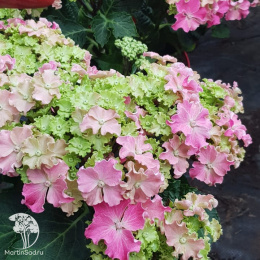 Гортензия крупнолистная кудрявая Малиновая