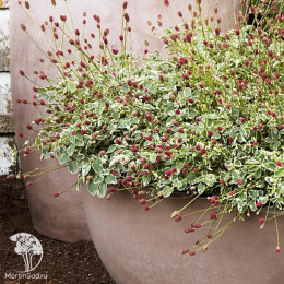 Кровохлёбка пестролистная Литтл Ангел