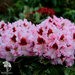 Рододендрон Кролева Ядвига (Роял Баттерфляй)