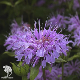 Набор для ароматной грядки монарда Фаербол + Кренберри Лейс + Элизес Лавендер