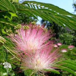 Альбиция ленкоранская Эрнст Вилсон