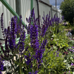 Шалфей дубравный Виола Клозе