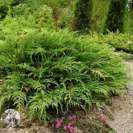 Микробиота перекрестнопарная Бенетацо