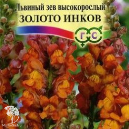 Антирринум (Львиный зев) Золото инков