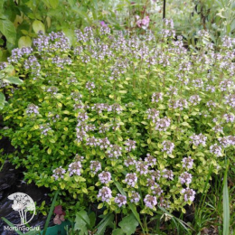 Набор для мяса тимьян Арчерс Голд + шалфей Карадонна Компакт