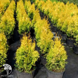 Туя западная Янтарь