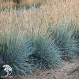 Фестука (Овсяница) сизая Эйсводжел