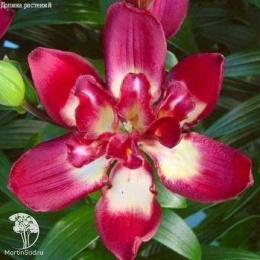 Лилия Азиатская Дабл Сенсейшн