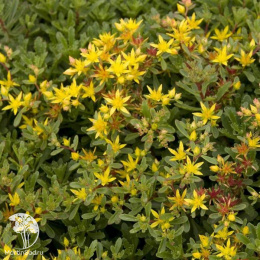 Седум цветоносный Вейхенстефанер Голд