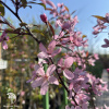 Яблоня Пол Хаубер фото 4 