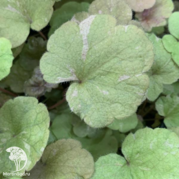 Сверхвыгодный микс! Гейхера Дельта Даун + Гейхера Линда + Гейхера Мармелад