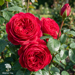  Роза Травиата