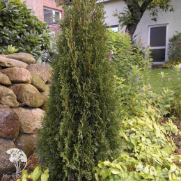 Туя западная Дарк Эмберс Лесдасма