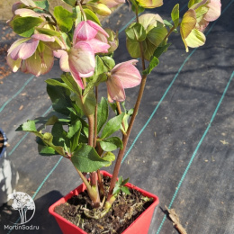 Морозник Айс эн Роузес Пикоти