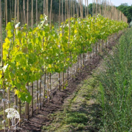  Тополь канадский Серотина Аурея