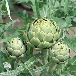 Артишок Гурман