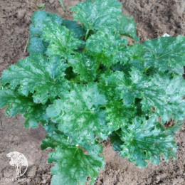 Гейхера Эпл Крисп