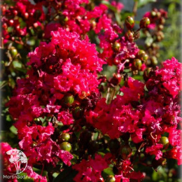 Лагерстремия индийская Рубра Магнифика