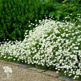 Тысячелистник птармика Жемчужница