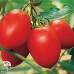 Томат Сливка медовая (красная)  
