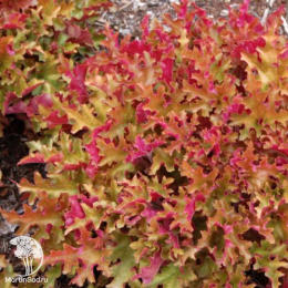 Сверхвыгодный микс! Гейхера Дельта Даун + Гейхера Линда + Гейхера Мармелад